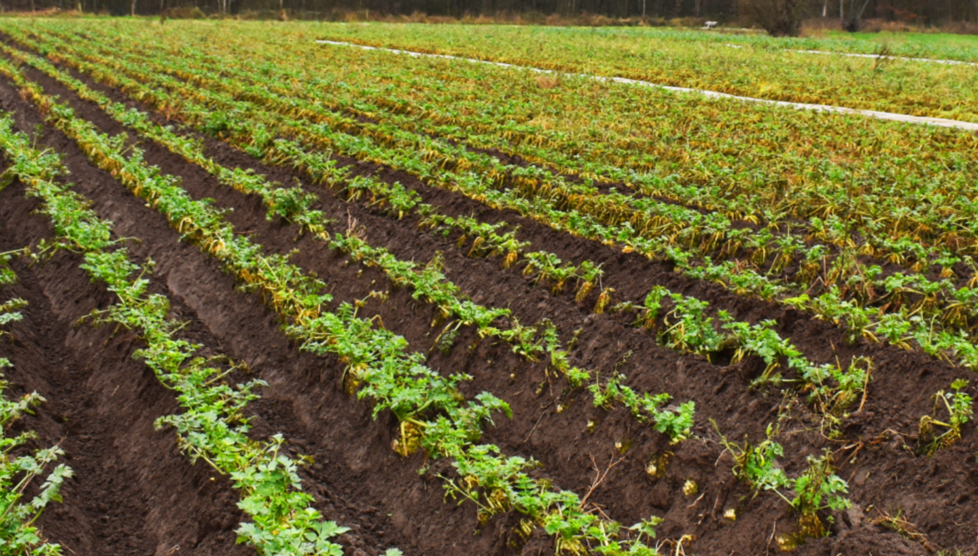 Banner céleri-rave dans le champ