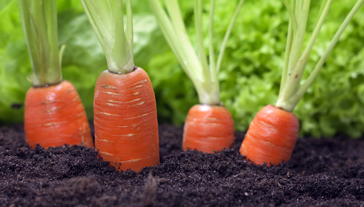 Légumes de plein air
