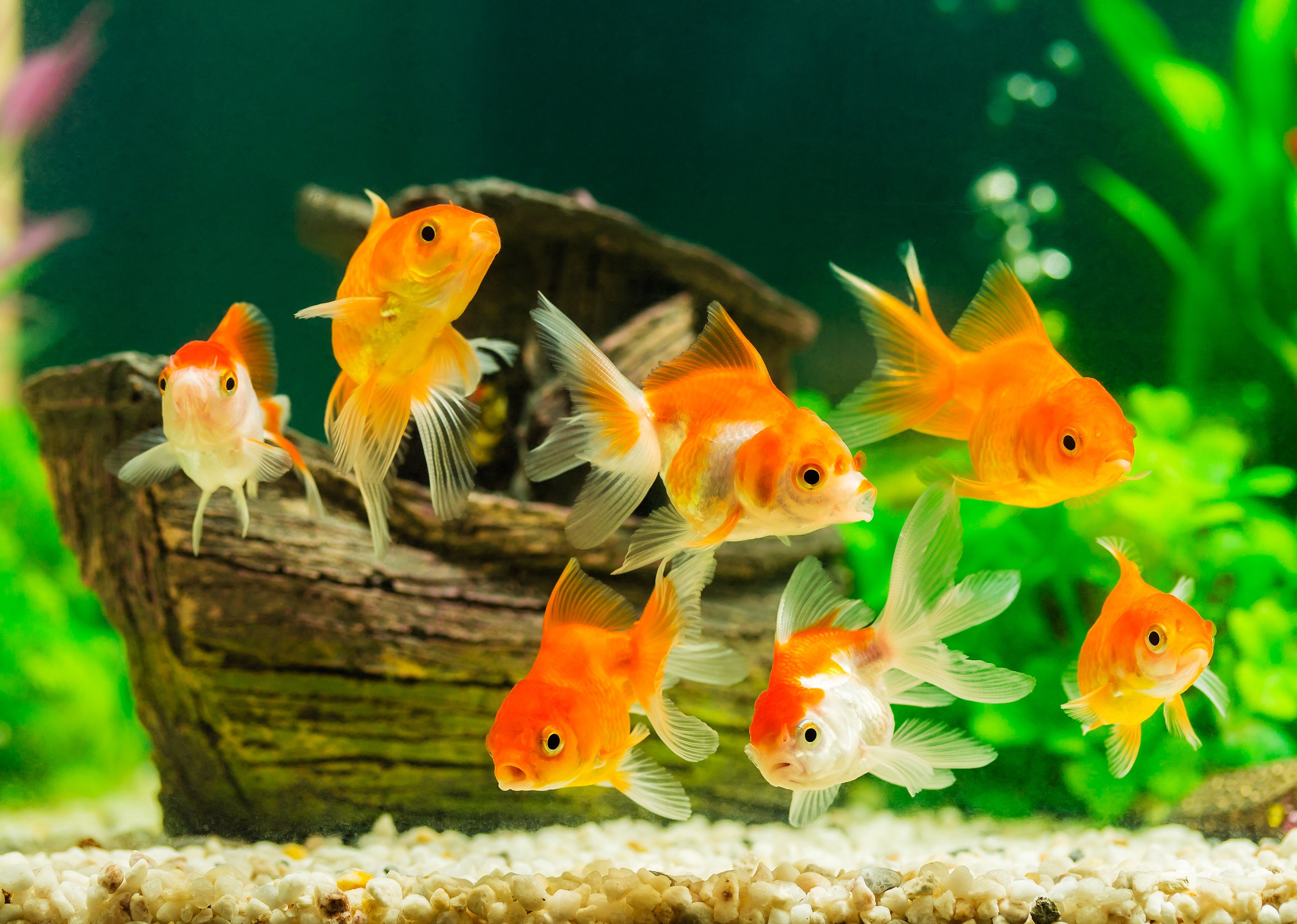diepvries Gemeenten pot Vissen houden in een aquarium - Aveve