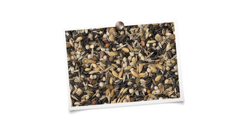 foto mengeling King Sijzen