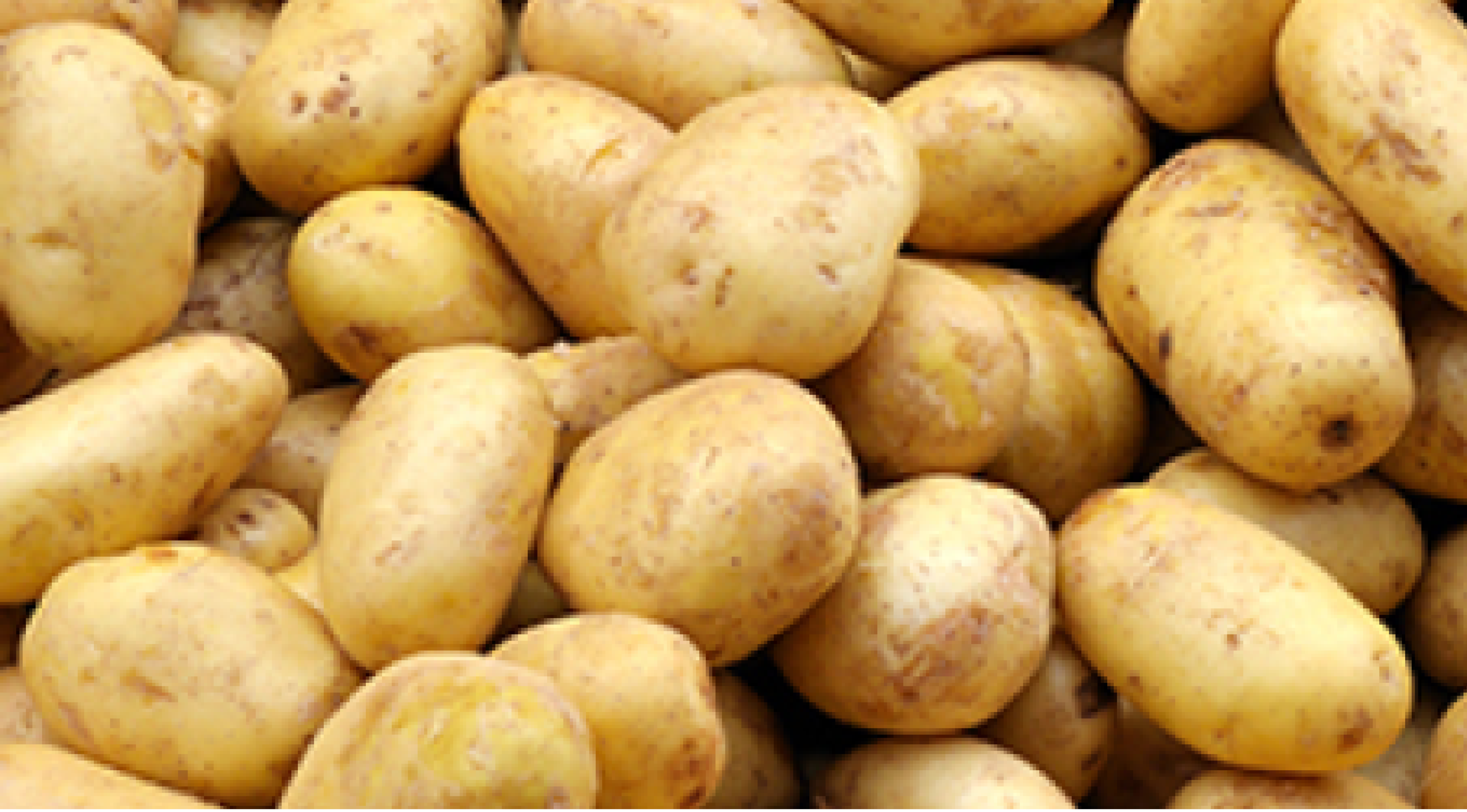 Sanac stockage de pommes de terre 968x536px