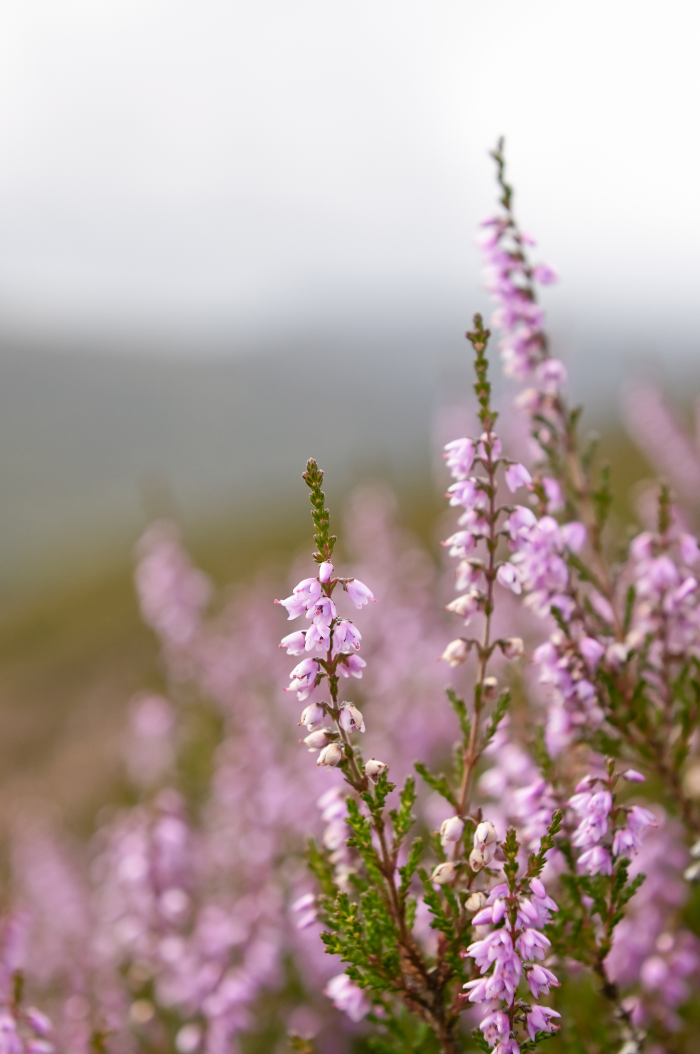 afb: zomerheide verticaal