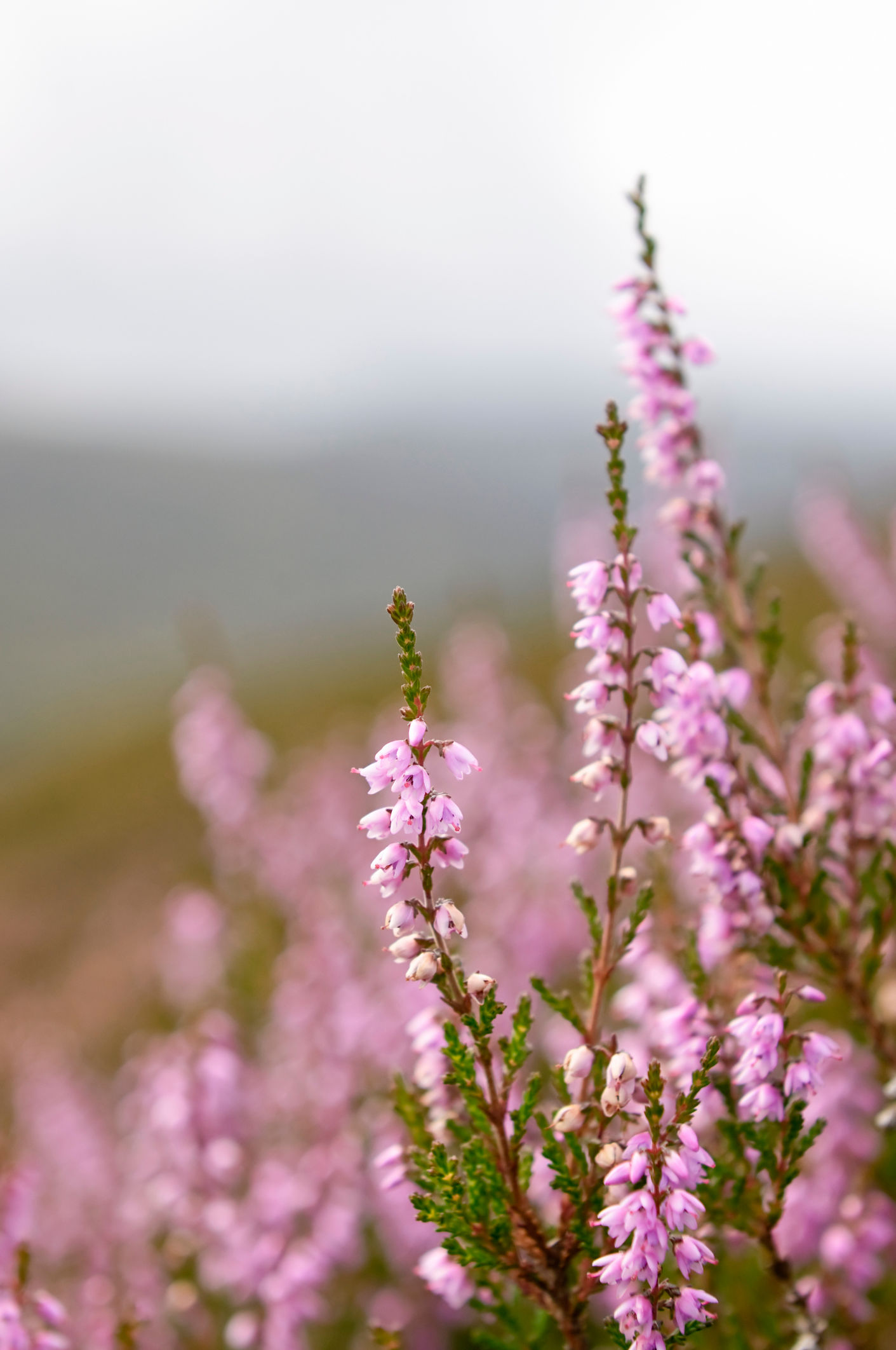 afb: zomerheide verticaal