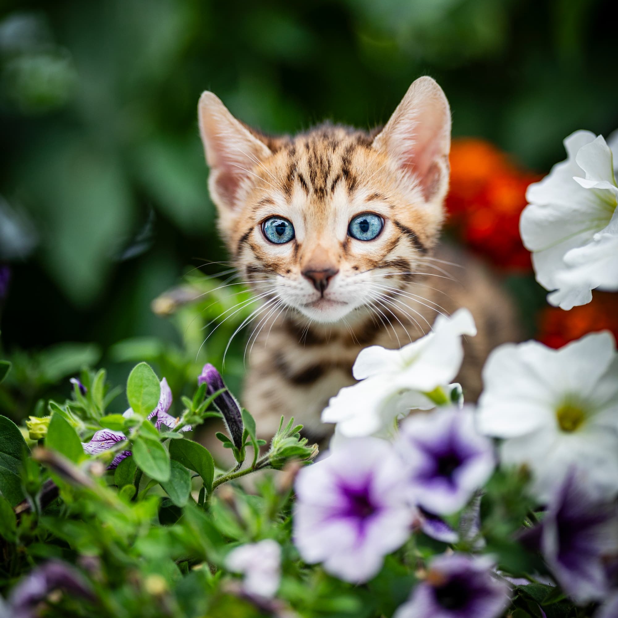 Chat qui fait ses besoins au jardin, dans un parterre de fleurs – Aveve