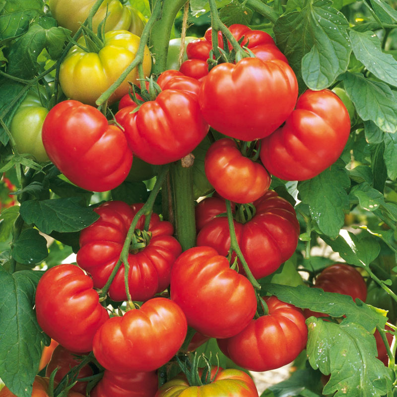 nieuwigheid Pa Messing Tomaten in alle maten