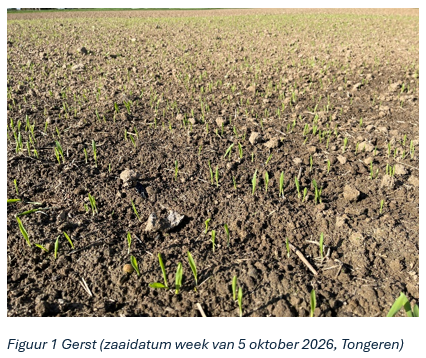 Update granen: mangaanbemesting najaar