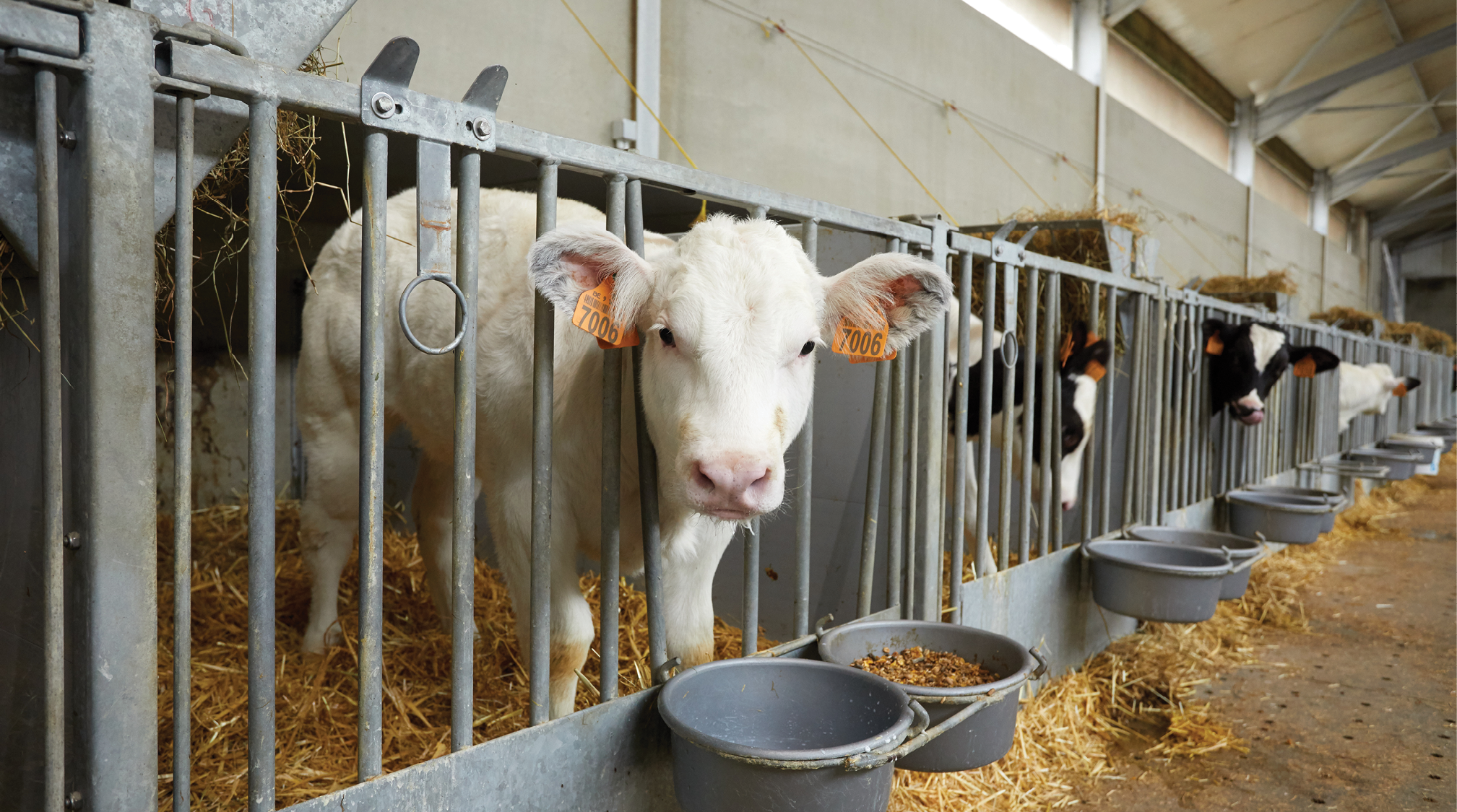 Vleesveevoeders voor de groeifase 968x540px