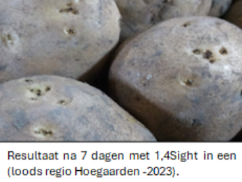 16.09.2025_Nieuwsbrief AH_Hoe je aardappelen bewaren na een droge en warme zomer I&T2