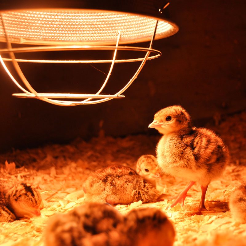 Lampe infrarouge, lampe chauffante pour oiseaux, volailles, oisillons