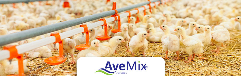 Header AveMix® XG 10 – Solving the challenges of rye and sunflower meal in broiler feed
