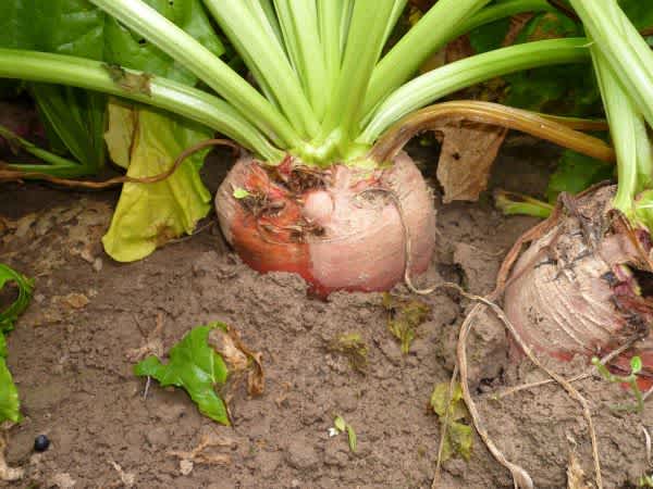 14.01.2026_Nieuwsbrief AH_Eerste hulp bij voederbietenkeuze I1