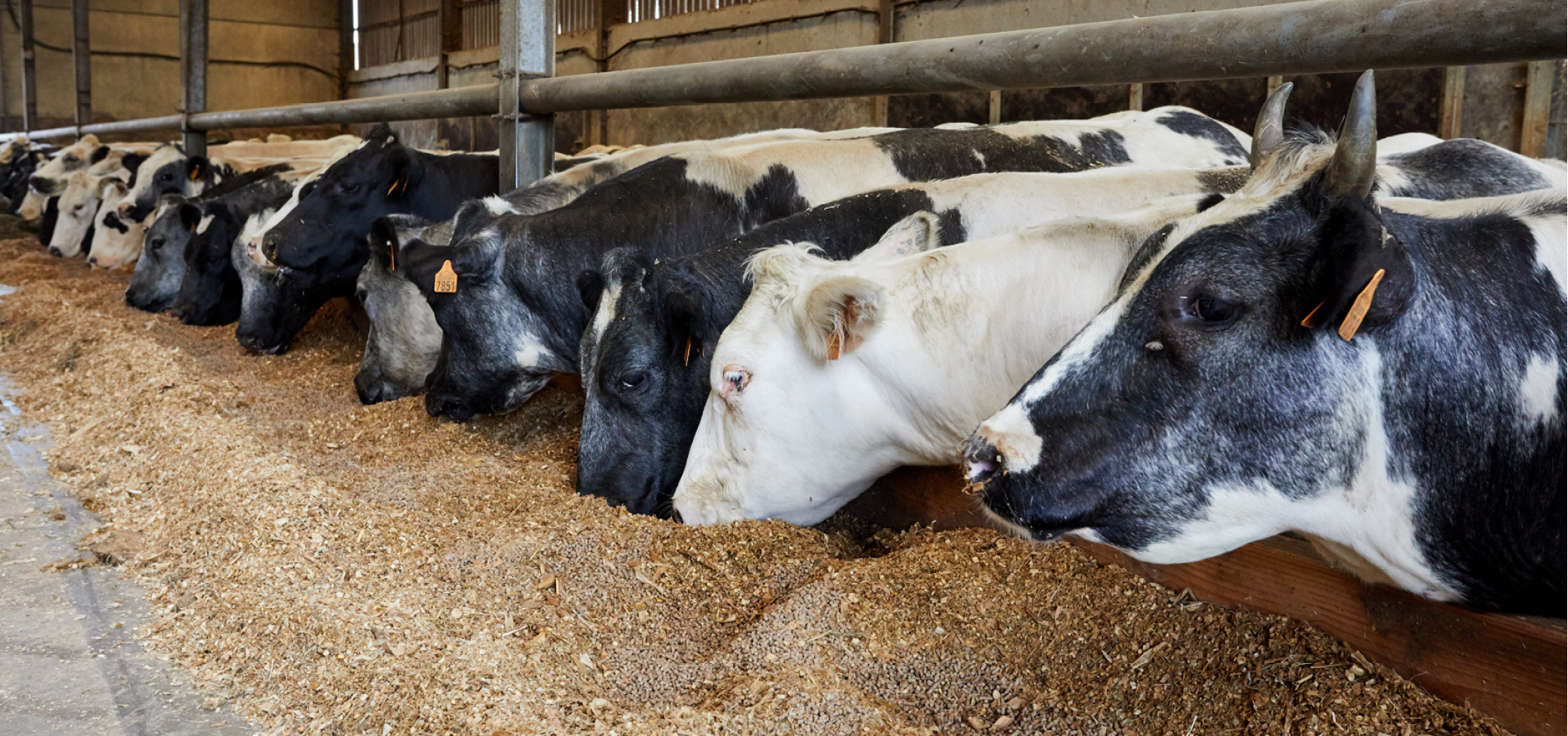 Ruwvoederteelten ruwvoerkwaliteit 968x455px