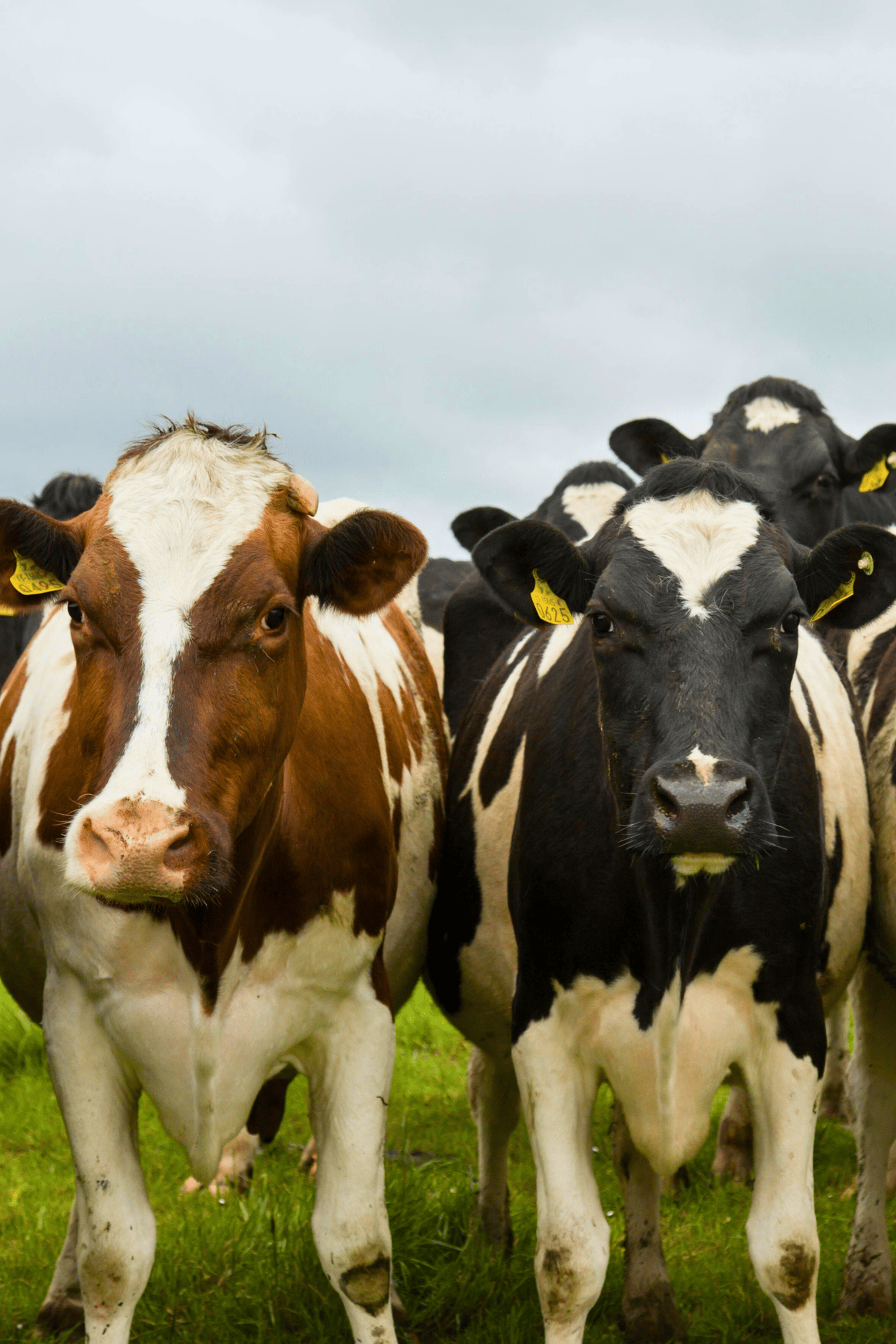 Vaches image_VA