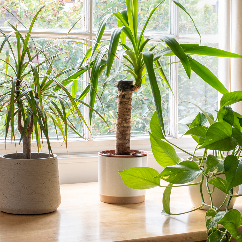 Plante verte en pot - Plantes vertes et fleuries d'interieur