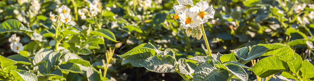 Aardappel 3 968x250px