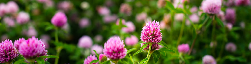 Rode klaver 968x250px