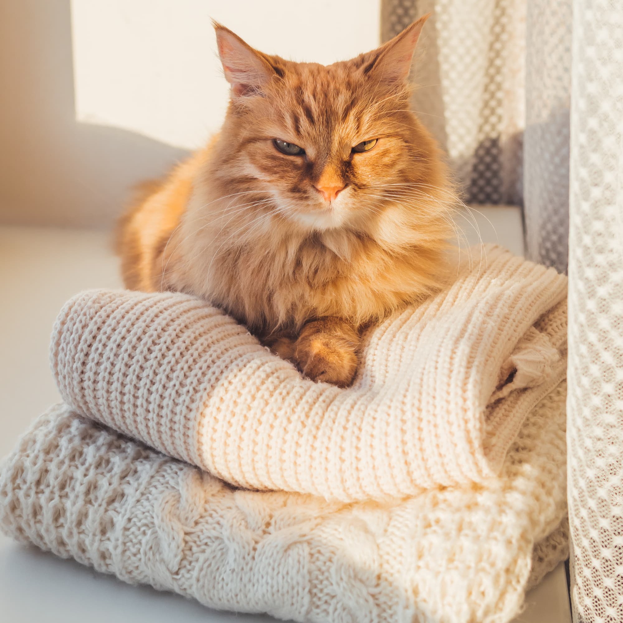 Poils de chat dans la maison : 15 trucs et astuces de nettoyage