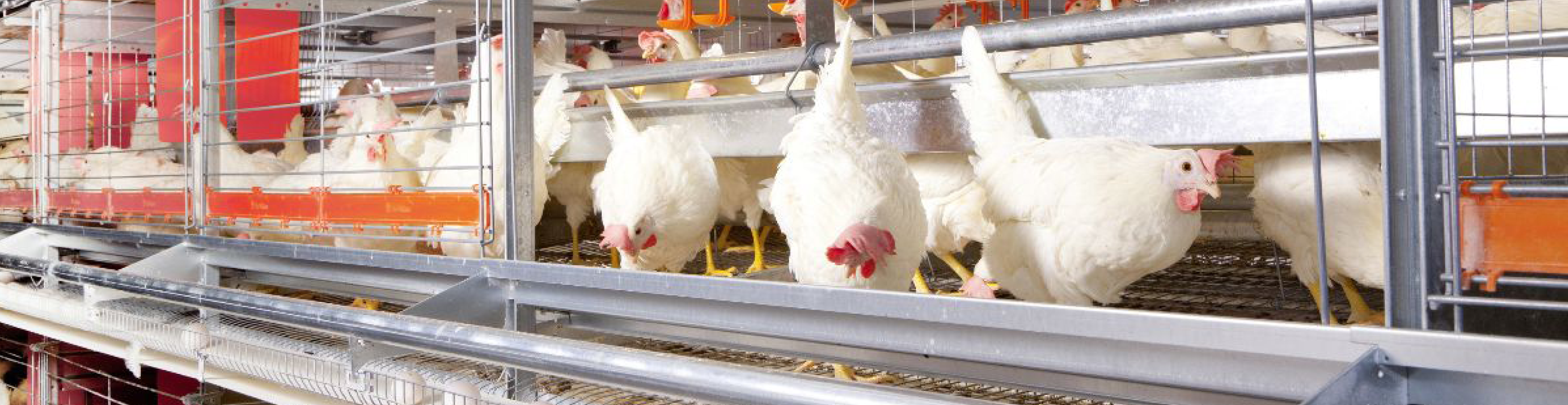 Kooi-Kolonie 2 968x250px