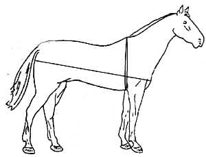 Illustratie omtrek paard