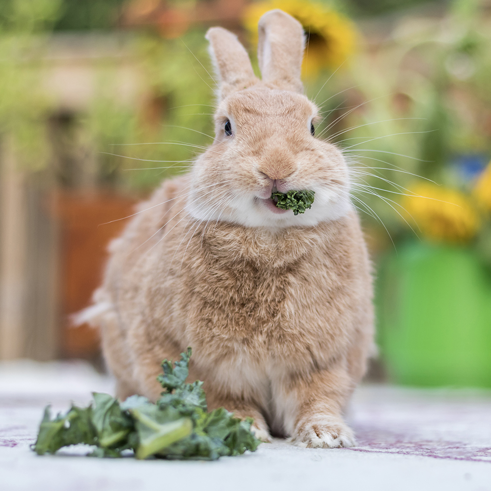 Légumes et herbes aromatiques pour lapins – Aveve