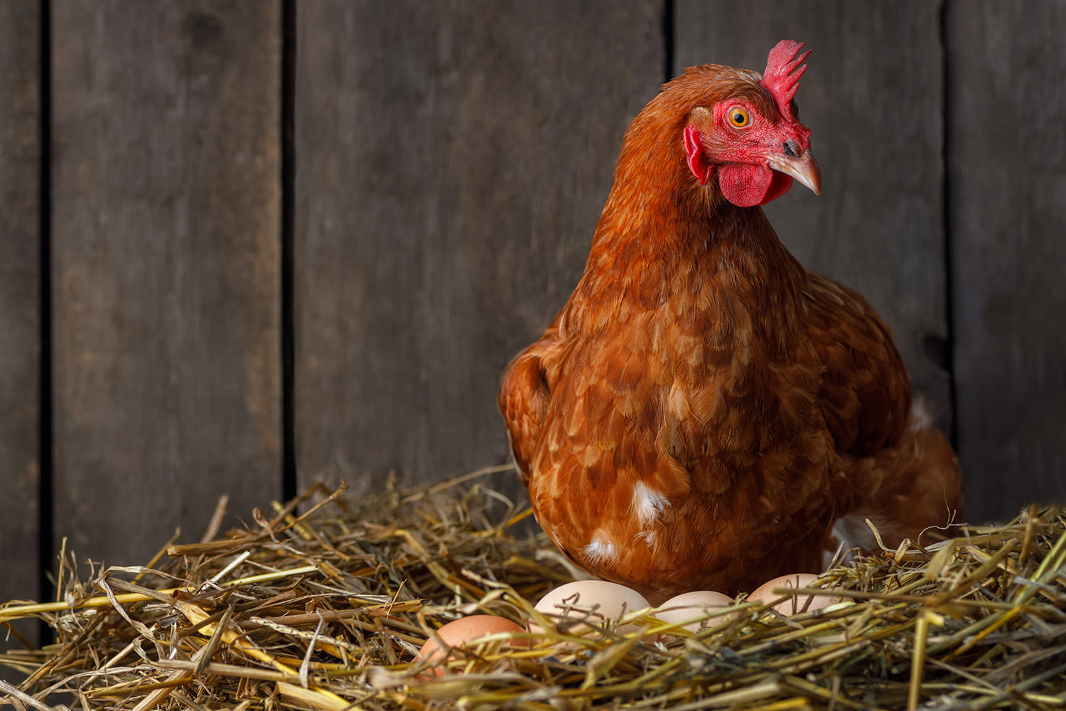 Je kip legt geen eieren: mogelijke redenen & advies - Aveve