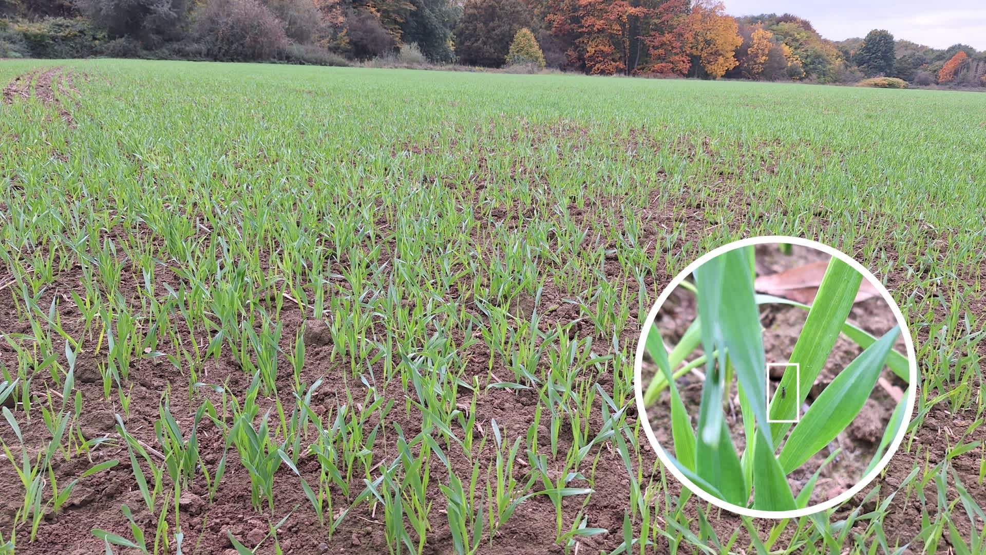 29.10.2025_Nieuwsbrief AH_Sterk de winter in, vlot door het voorjaar op het veld.