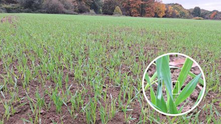 29.10.2025_Nieuwsbrief AH_Sterk de winter in, vlot door het voorjaar op het veld.