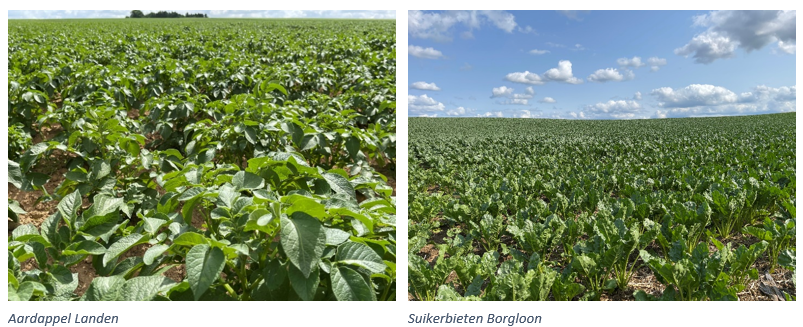 17.06.2026_Nieuwsbrief_AH_Na regen komt zonneschijn: bladvoeding in aardappelen en bieten I