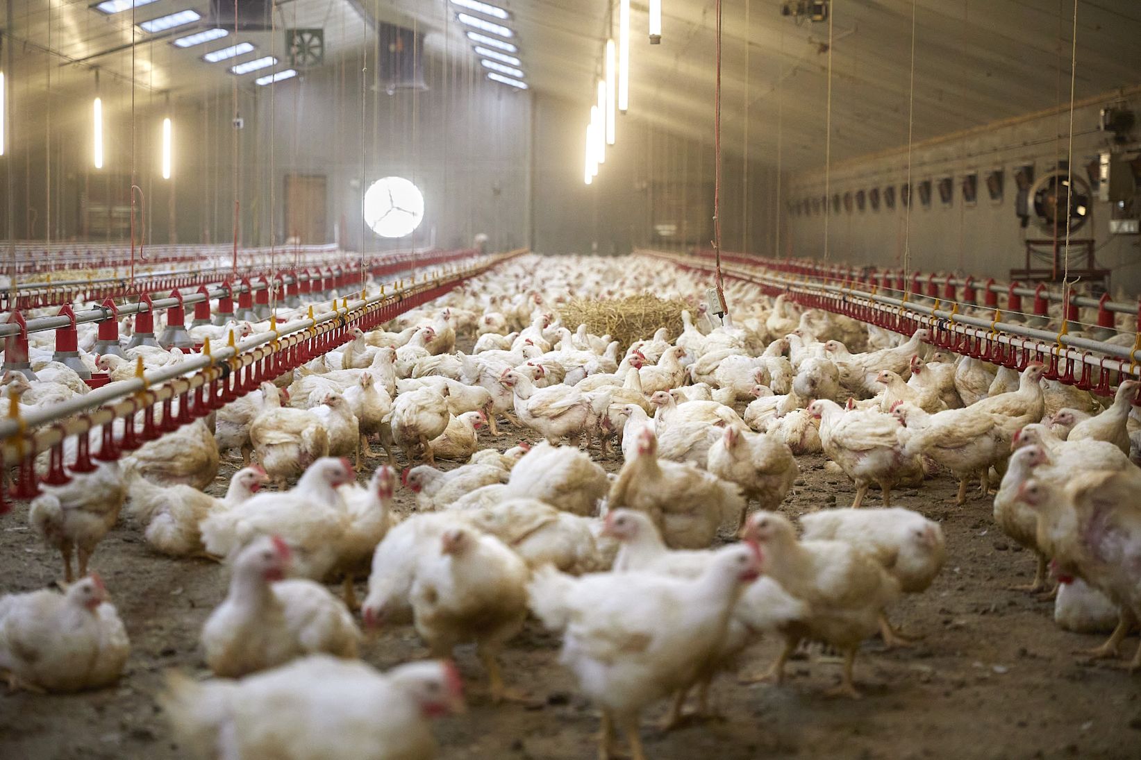 Pluimvee Colruyt picture 1