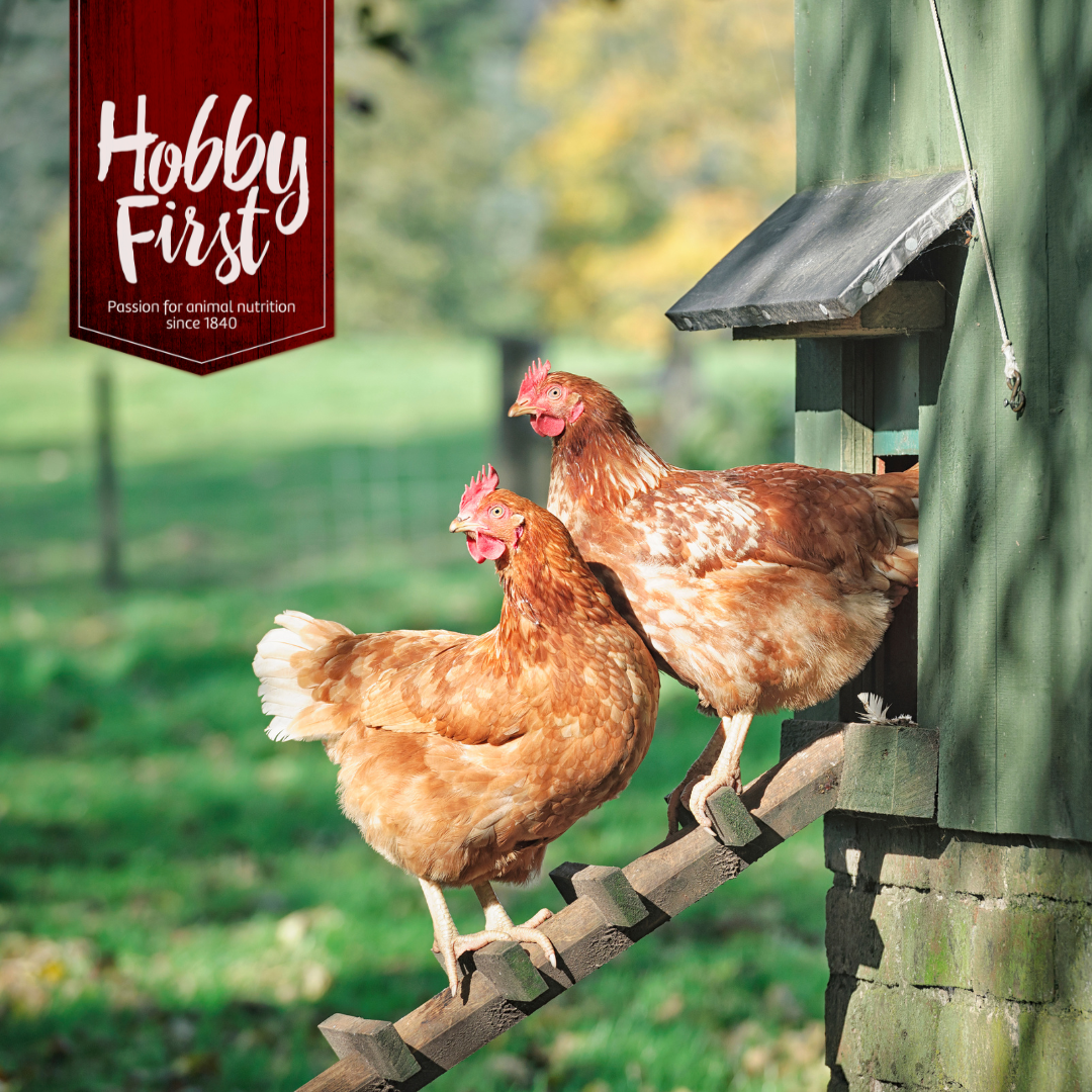 Ecologische kippenvoeders 