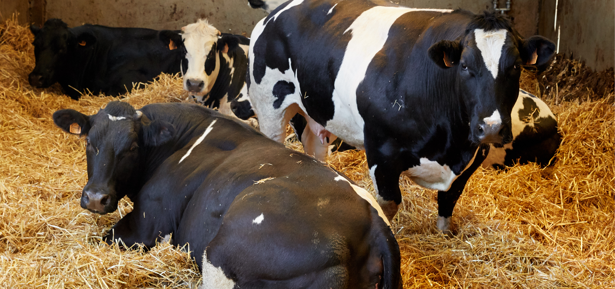 Vleesvee optimeat afmest 968x455px