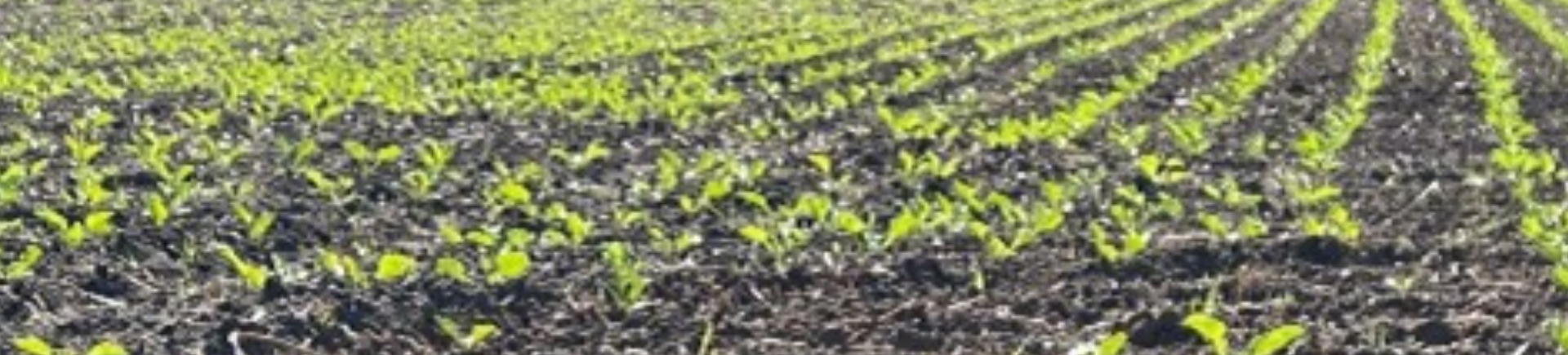 27.03.2026_Nieuwsbrief AH_Bieten en cichorei: ondersteun jouw onkruidbestrijding met Kinsidro Grow+ 