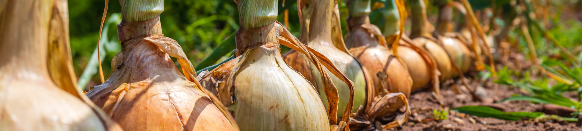 07.04.2026_Nieuwsbrief AH_Verzeker een goede start in uien met Optima Root! 