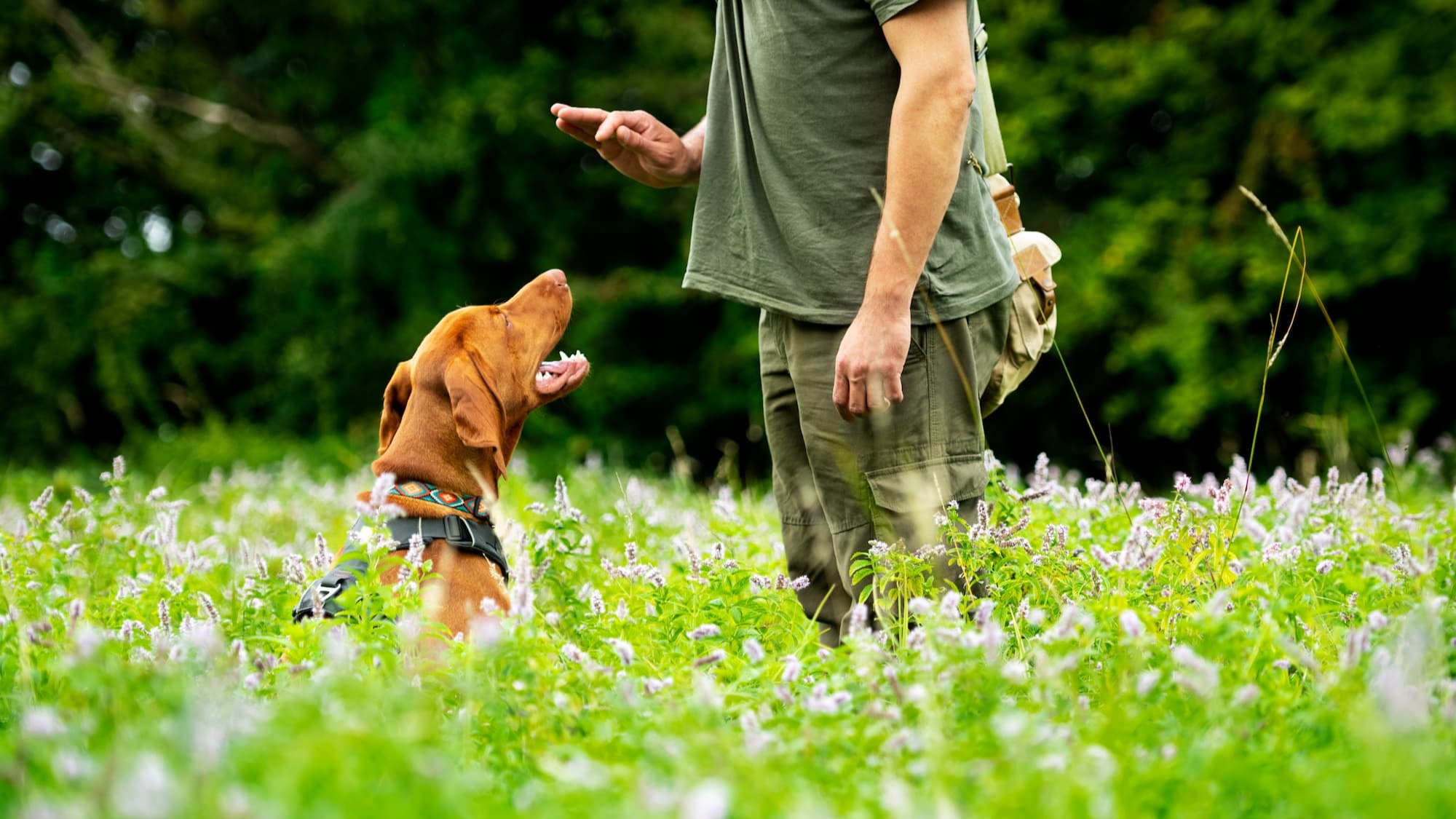 Maître qui fait asseoir son chien en lui donnant un ordre - Aveve