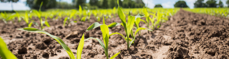 Maïsstarters 3 968x250px