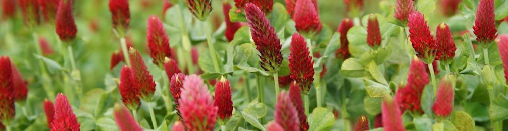 Inkarnaatklaver 968x250px