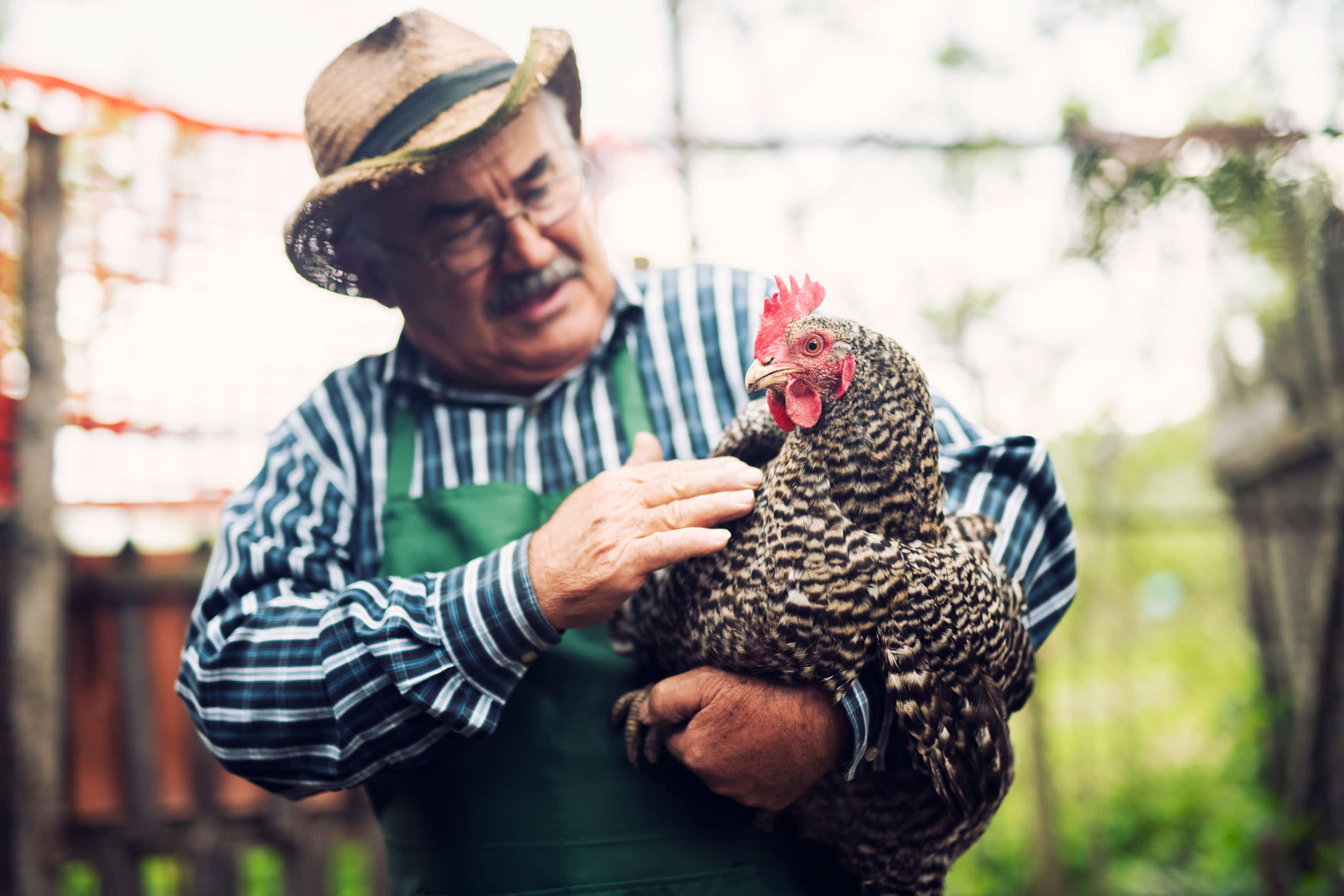 Éleveur de poules câlinant une poule - Aveve