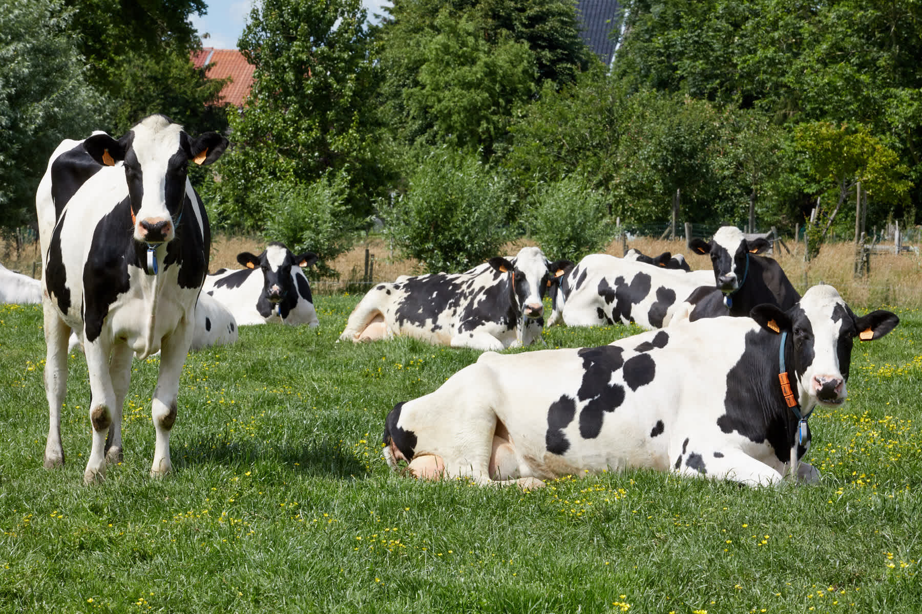 30.05.2025_Nieuwsbrief_AN_Likemmers