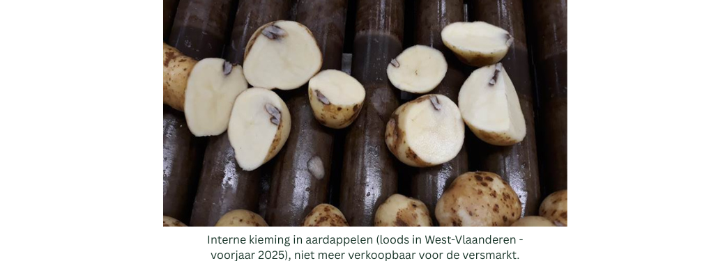 16.09.2025_Nieuwsbrief AH_Hoe je aardappelen bewaren na een droge en warme zomer I3