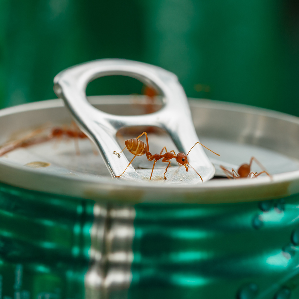 Afbeelding van mieren die op een blik frisdrank kruipen - Aveve