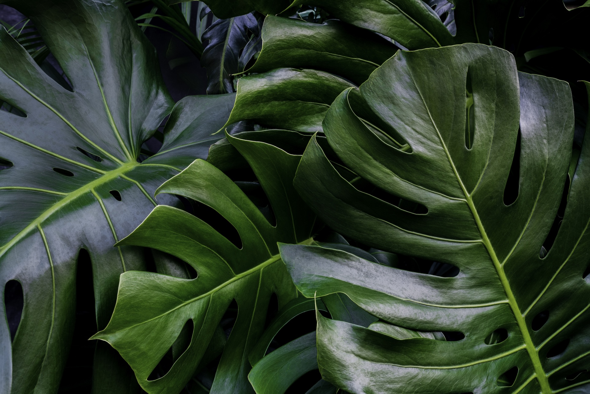 image banner monstera deliciosa 