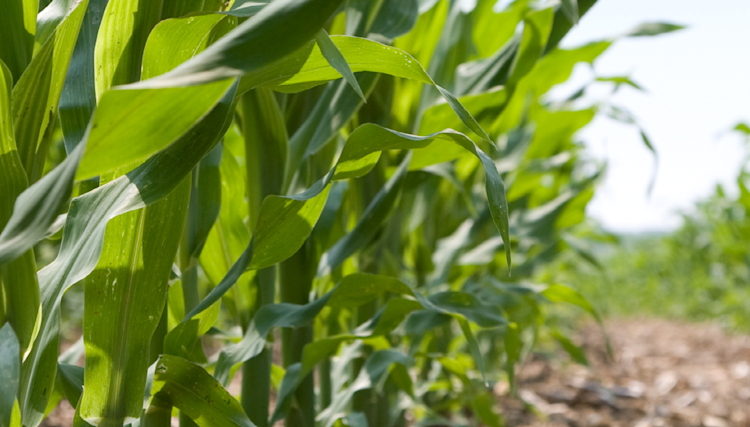 Fytolicentievergaderingen december en januari