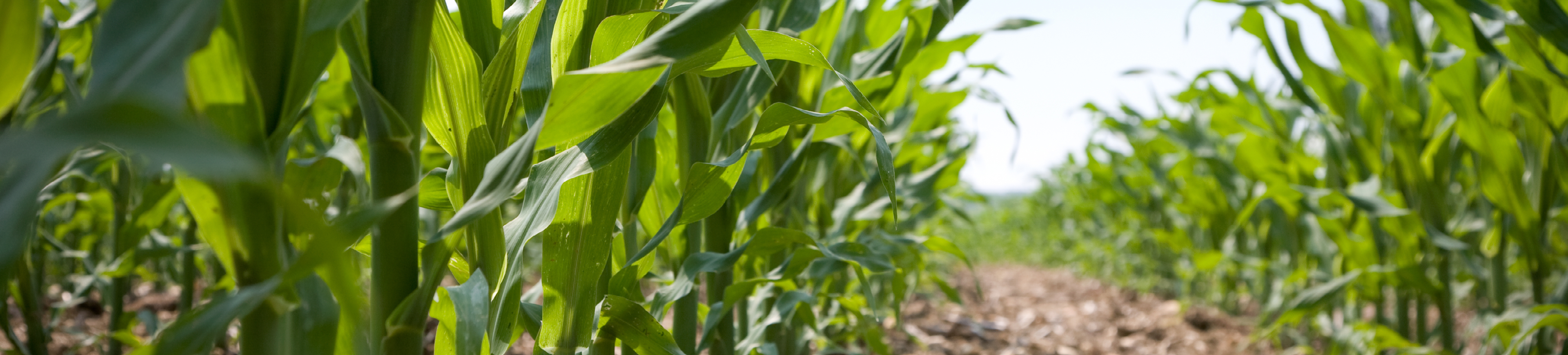 Fytolicense maïs banner 1920x435px