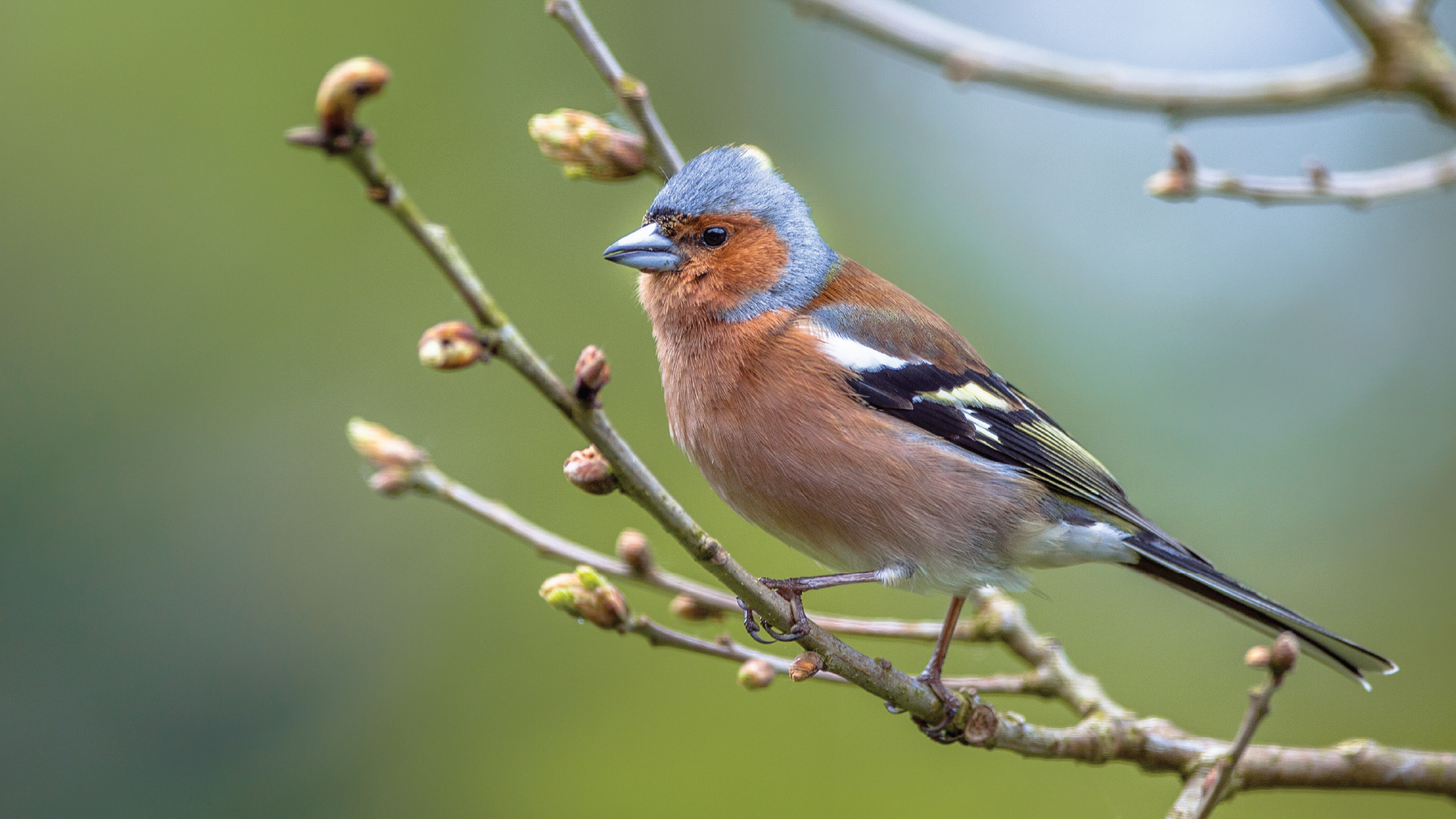 Afbeelding van een vink