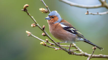 vink image