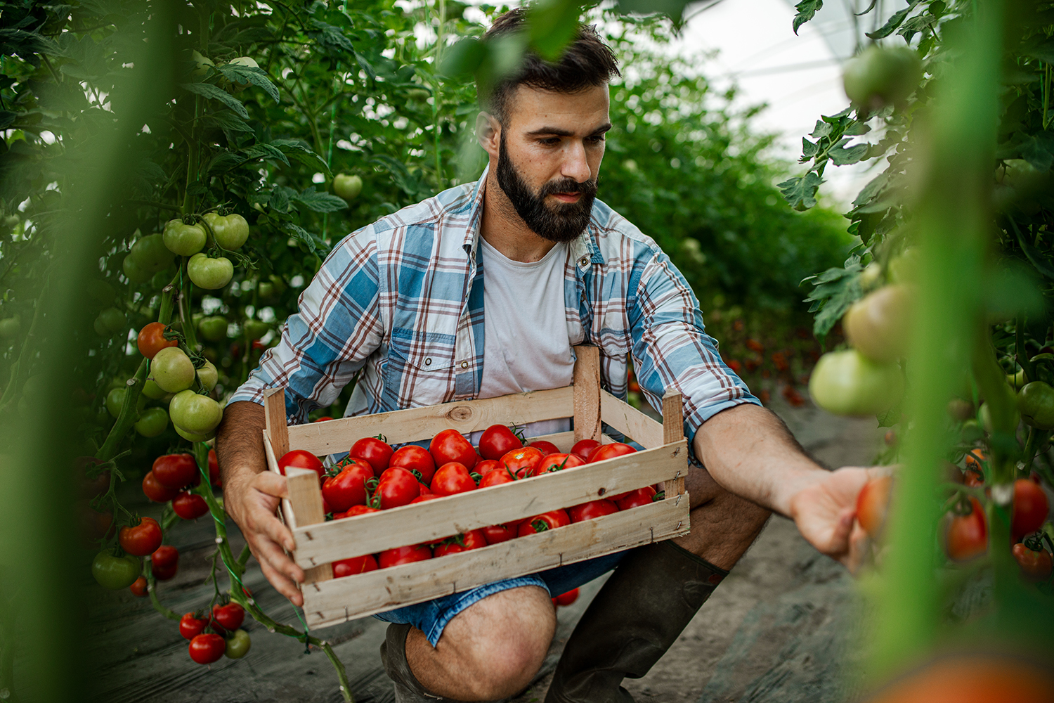 4+1 gratis op alle tomatenplanten | 20% korting op Aveve tomatenserres