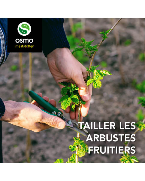 Fruitstruiken snoeien