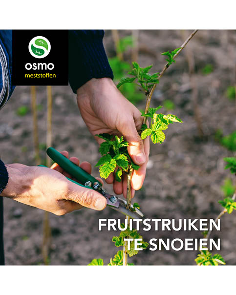Fruitstruiken snoeien