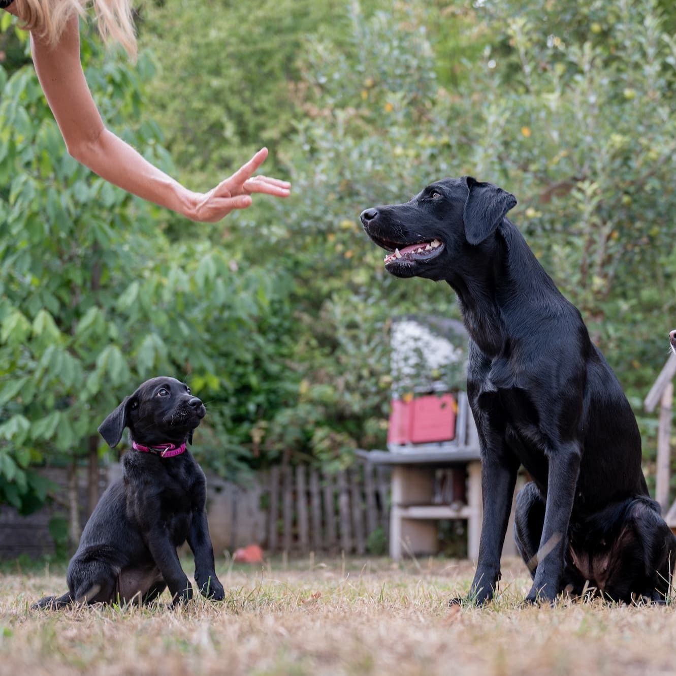 Hond die aandachtig naar het baasje luistert – Aveve