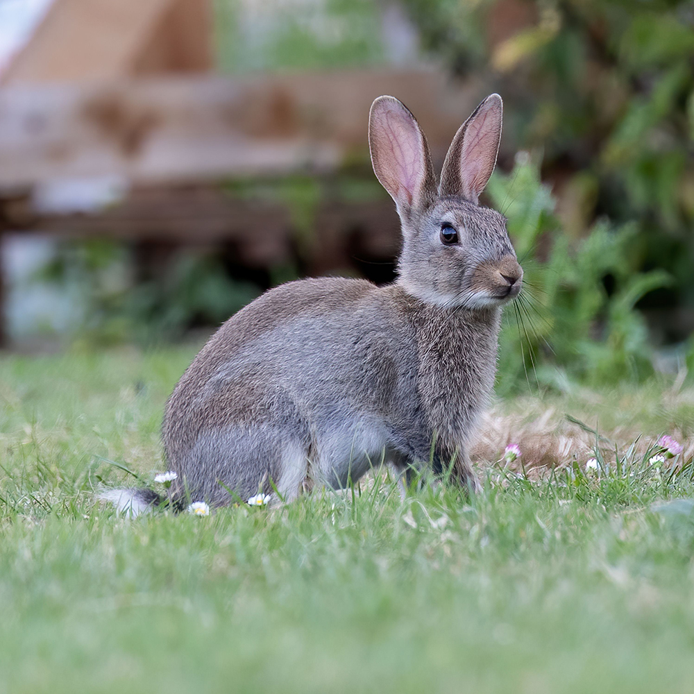 Conseils pour assurer la sécurité de vos lapins à l'extérieur – Aveve